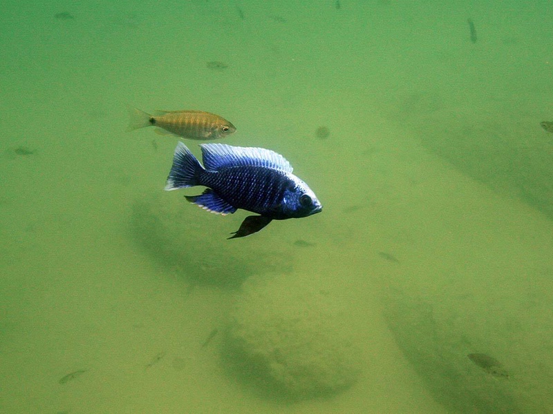 Copadichromis cyaneus 'Namalenje Island'